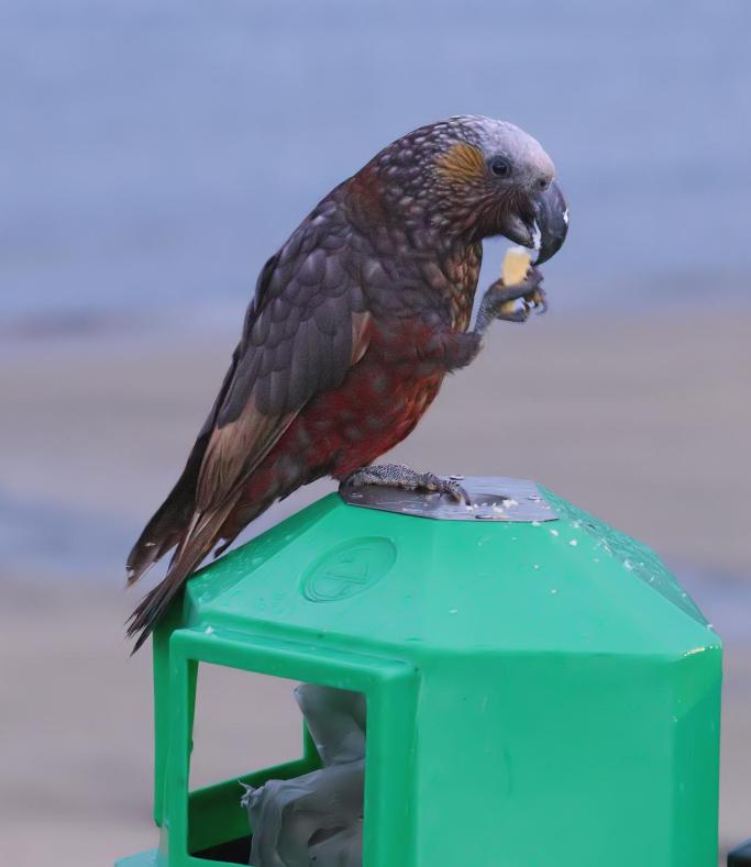 A parrot-like bird is holding something in one foot up to its beak. It is sitting on a bright-green bin.
