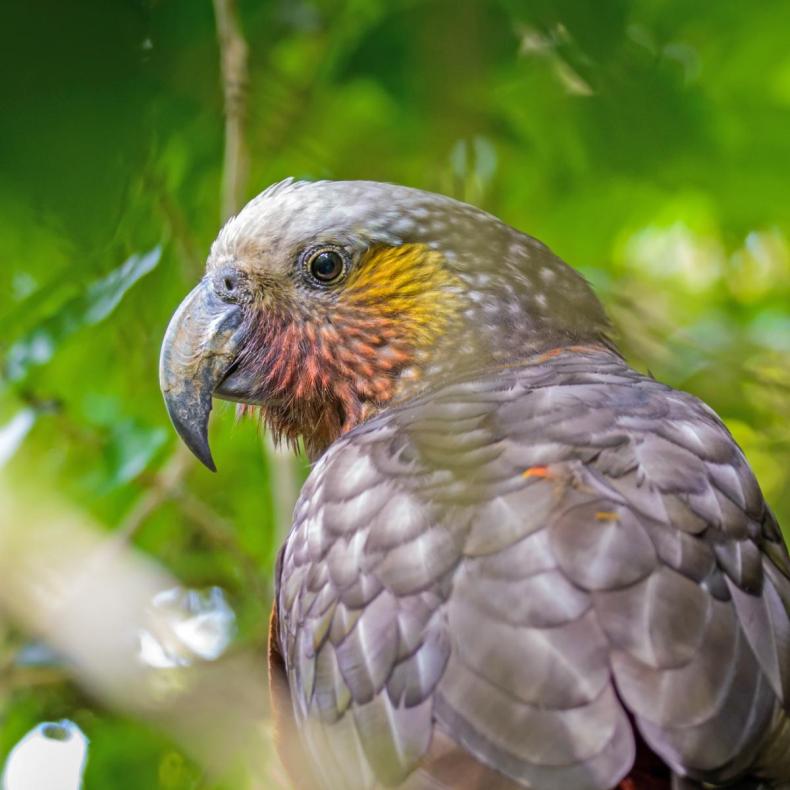 The head and shoulders of a parrot with grey-brown feathers and yellow and red feathers near its eyes is surrounded by green bush.