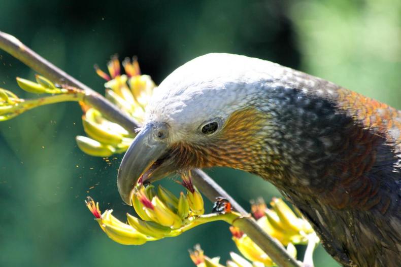 A close up of a grey-headed parrot eating from the flowers of a flax bush. 