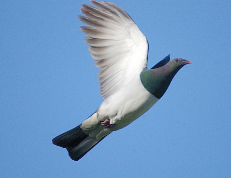 The underside of a white bird in flight, with green tail and head feathers. The line between the green and white feathers is sharply marked.