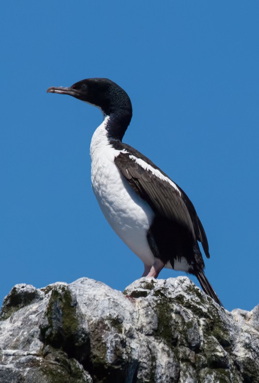 A black and white bird with a long neck is sitting on rocks with a blue sky behind.