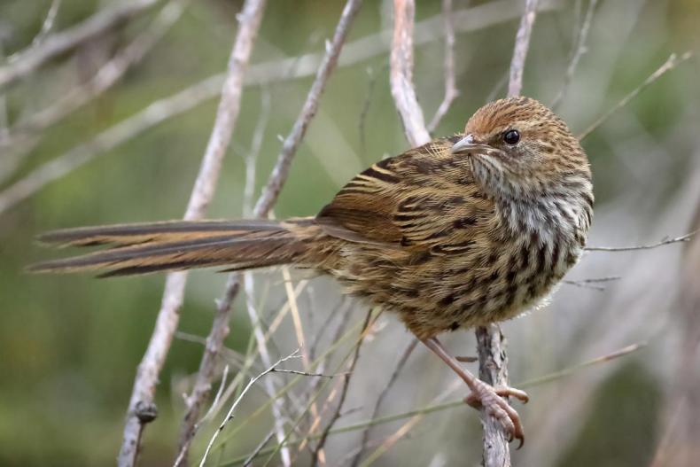A mottled brown-feathered bird with a longer tail is sitting on a branch.
