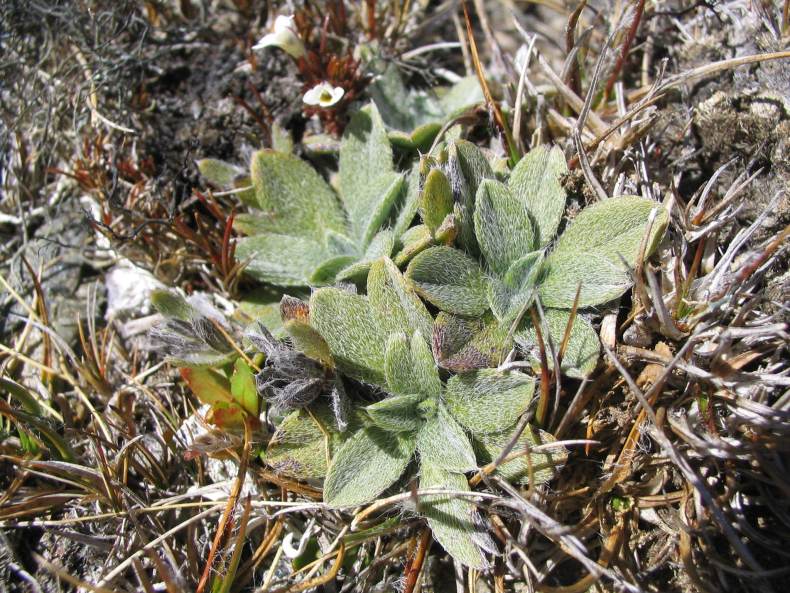 A small, green shrub growing out of rocky ground.