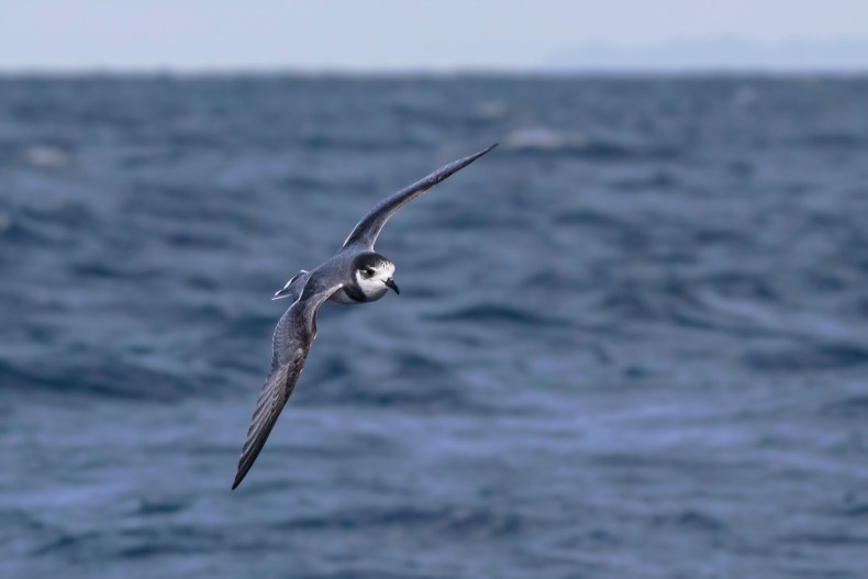 A grey bird with a white face is in mid-flight above the ocean.