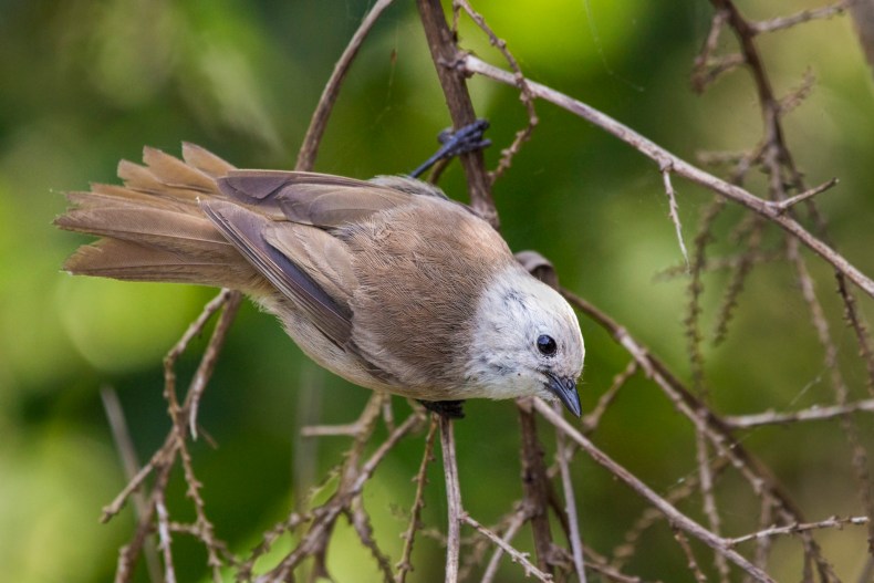 A small light-brown bird with a white head is sitting on a leafless branch.