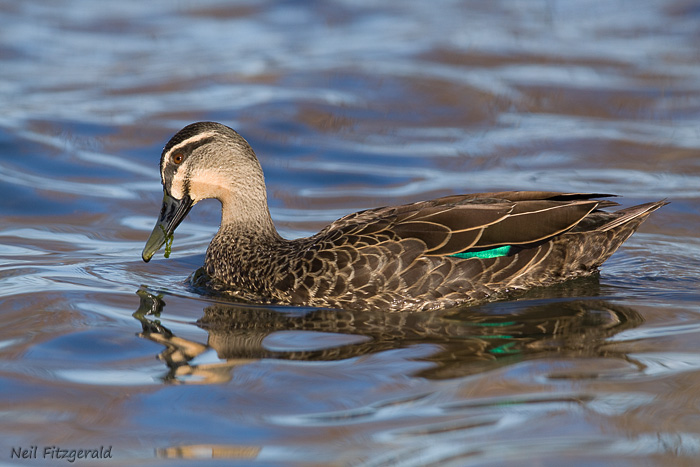 A brown-feathered duck with a flash of green on its wing is swimming on water.