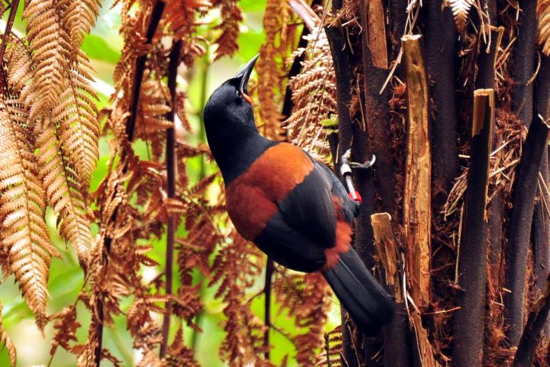 A black bird with orange feathers across its back and start of its tail is clinging on a fern tree that has dead branches hanging down.