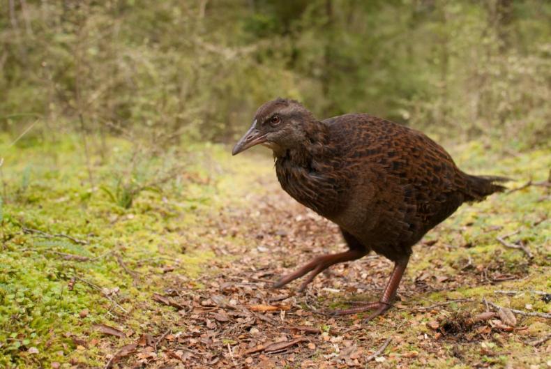 A rather stout bird with a short brown beak is walking on a forest clearing.