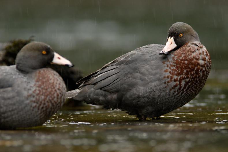 Two dark-reddish brown ducks with pale beaks are standing in water and looking at each other. 