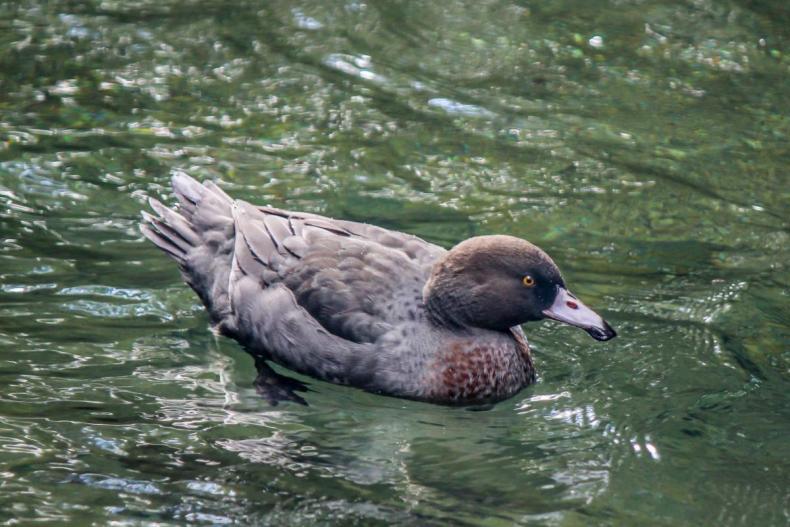 A grey-feathered duck is paddling on the water.