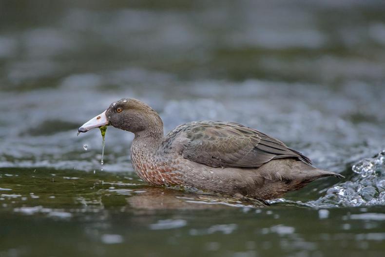 A duck with green algae in its beak is swimming in water.