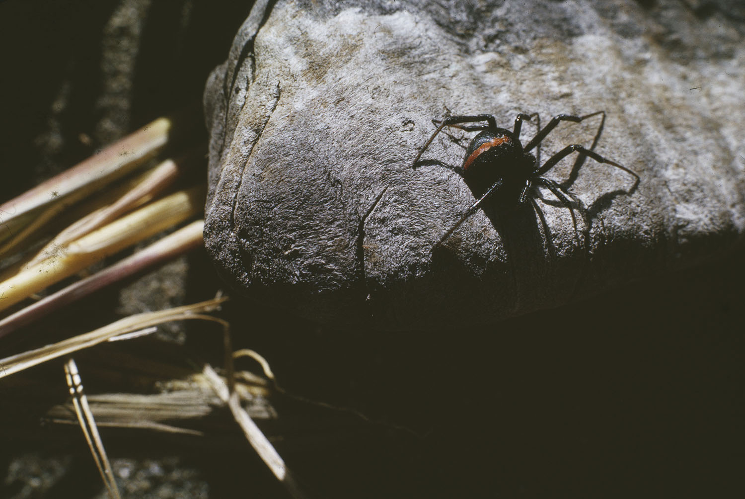a katipō spider on a rock