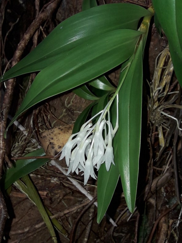 A flash photo of a green long-leafed plant hanging down a bank. It has white drooping flowers in a bunch. 