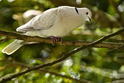 A white bird with a black stripe on the back of its neck sitting on a branch high in a tree.
