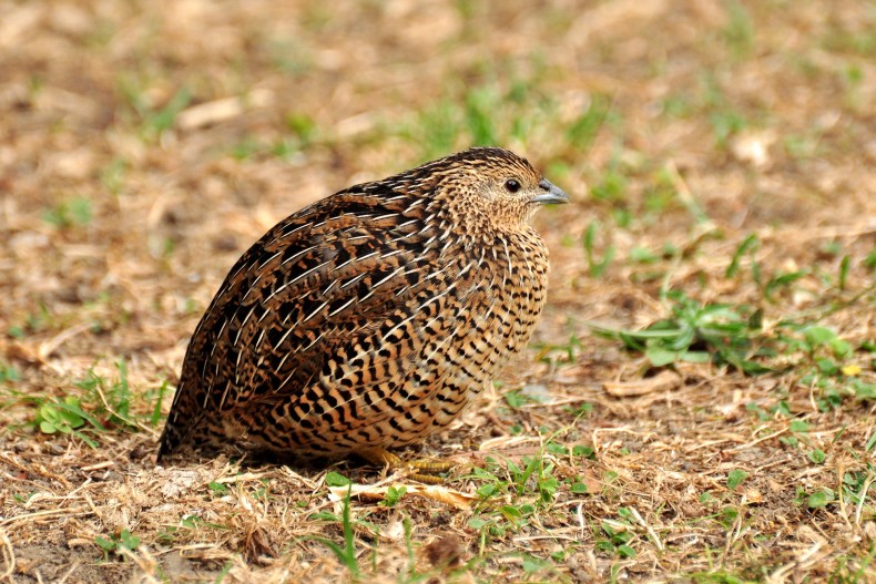 A round bird that is brown with black specks sitting low on the ground. 