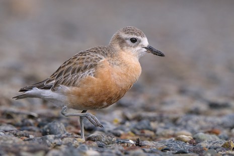 A light brown bird with rust-coloured chest standing on rocks.