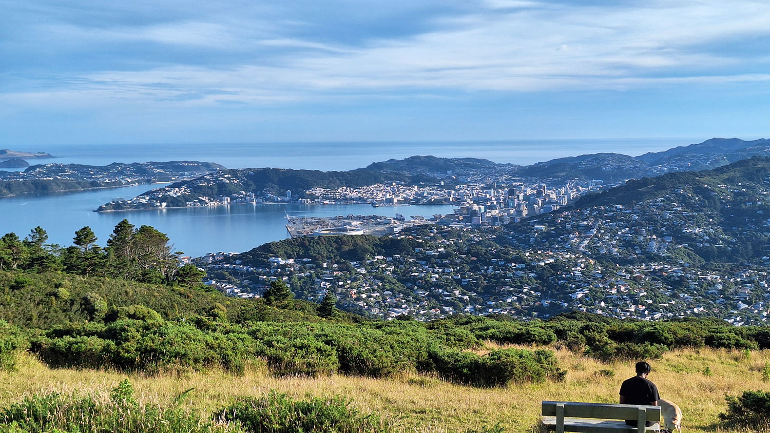 View of Wellington Harbour and city from above